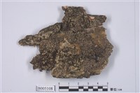 藏品(島衣屬 )的圖片